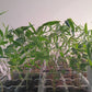 Black Asper Bamboo Seedlings (4-pak)