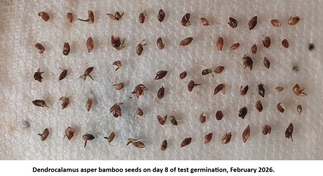 Black asper bamboo seeds germination