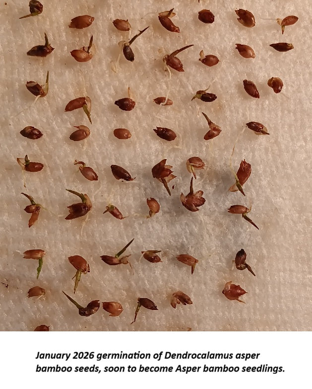 Growing Black Asper bamboo from seed