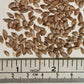 Black Bamboo Seeds - Black Asper Bamboo Seeds