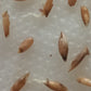 Bamboo Seeds - Burmese