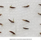 Bamboo seed germination