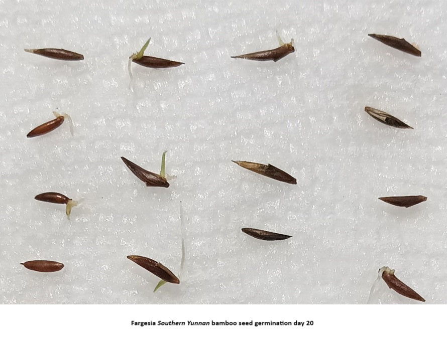 Bamboo seed germination