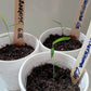 Frost bamboo seedlings at 5 weeks