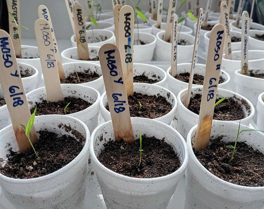 planting moso bamboo seeds Moso Bamboo Seeds