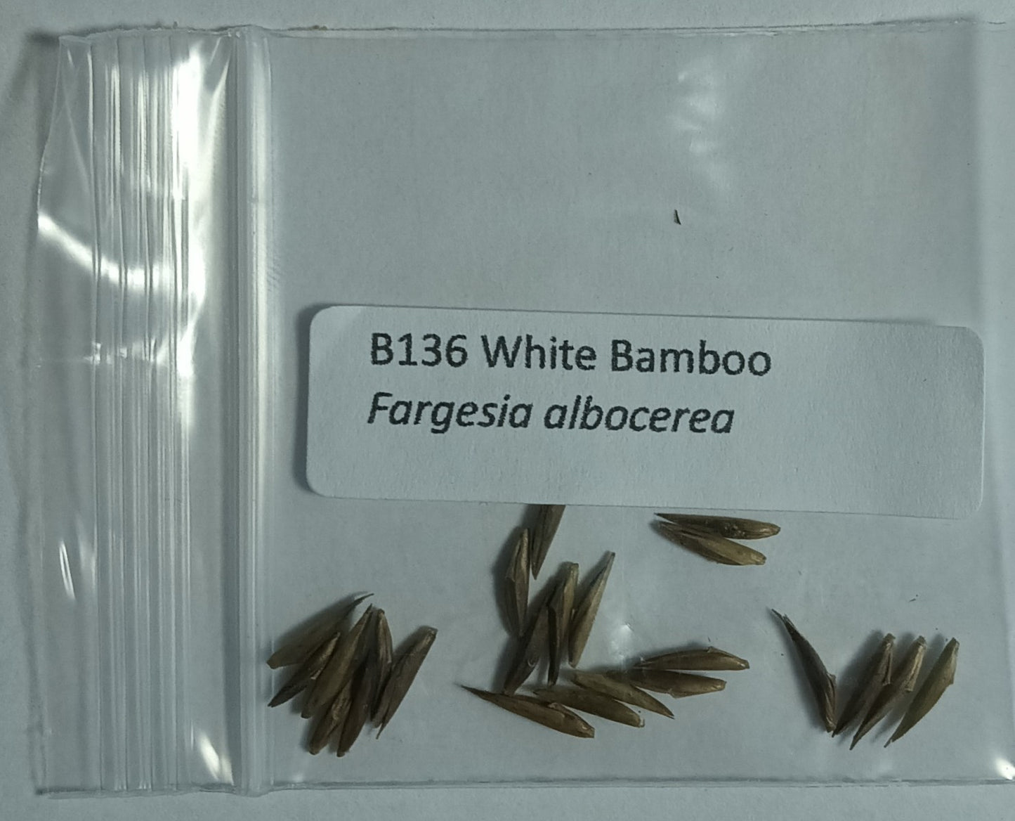 Fargesia albocerea White Bamboo seeds for sale