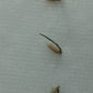 Longinternode Bamboo Seeds