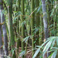 Longinternode Bamboo Seeds - The Bamboo Seed