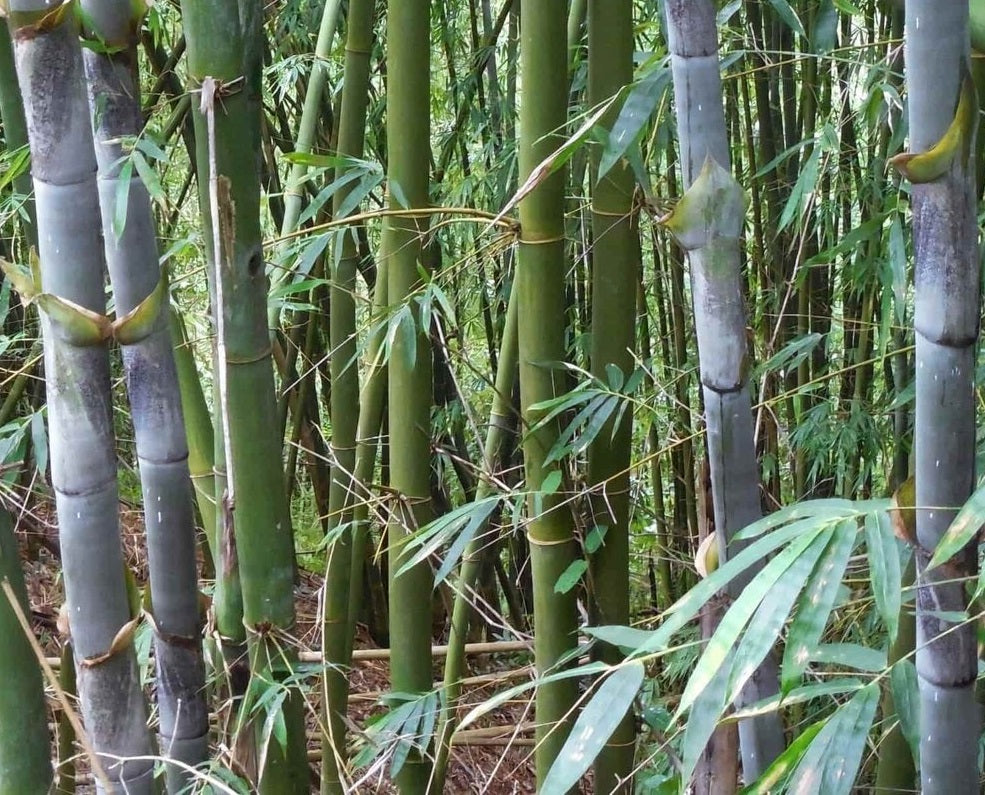 Big bamboo