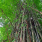 Burmese Bamboo Seedlings (4-pak)
