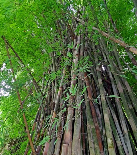 Burmese Bamboo Seedlings (4-pak)