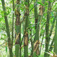Bengal Bamboo Bambusa tulda culms