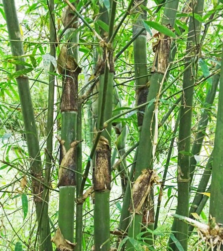Bengal Bamboo Bambusa tulda culms