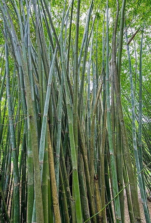 Bengal Bamboo Seeds – The Bamboo Seed