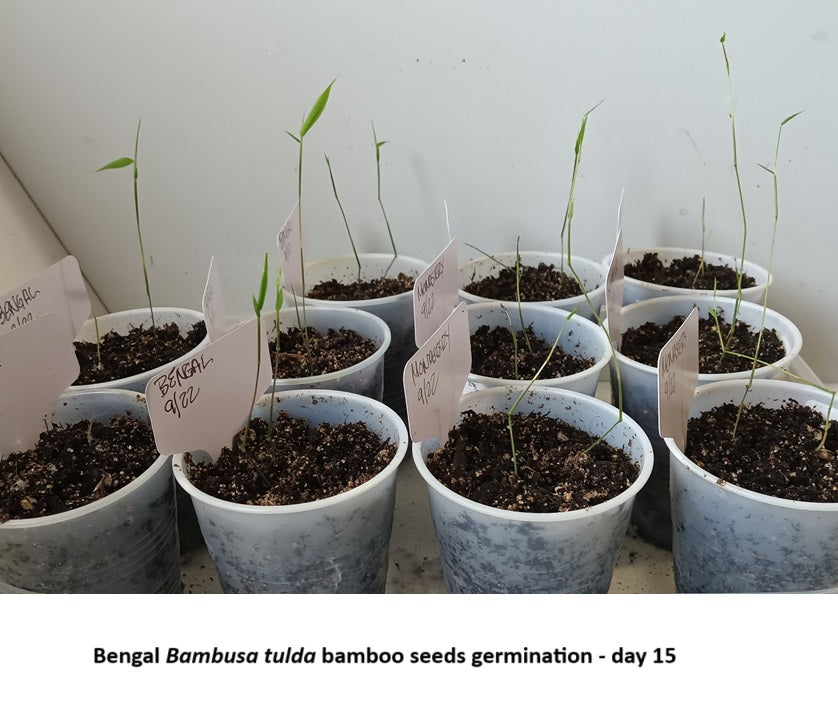 Bengal bamboo seeds germinating