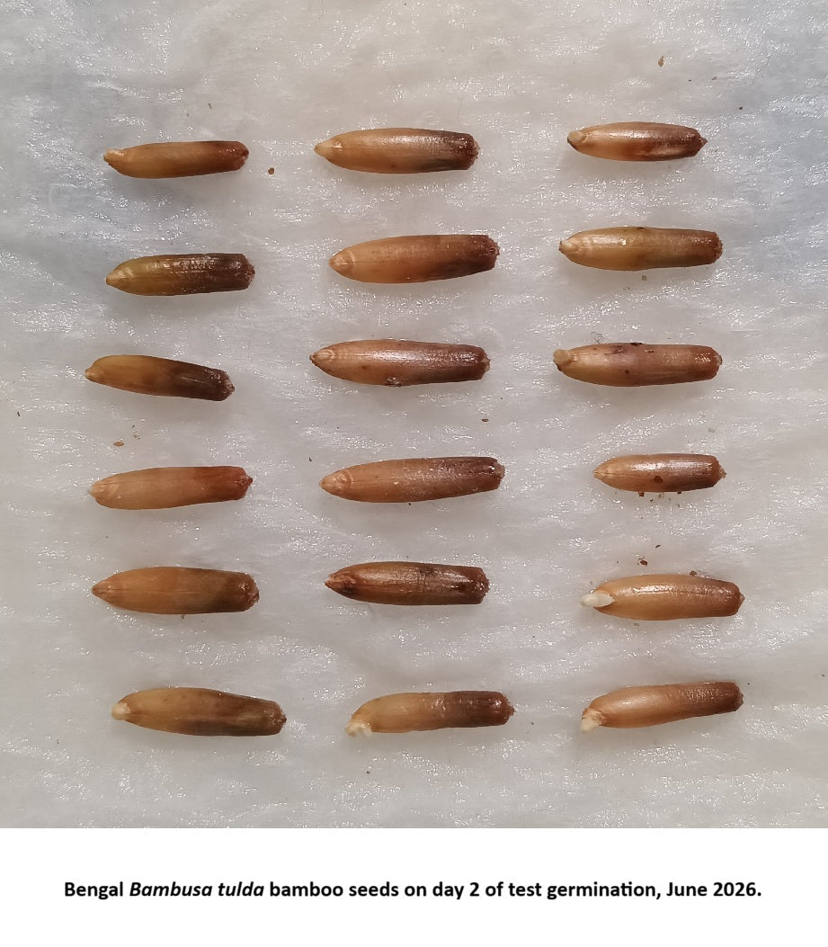 Indian Timber bamboo seeds germinating