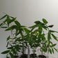Black Asper Bamboo Seedlings (4-pak)
