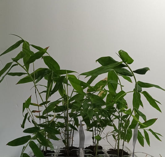 Black Asper Bamboo Seedlings (4-pak)