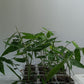 Black Asper bamboo seedlings for sale