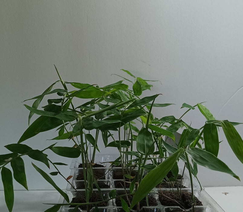 Black Asper bamboo seedlings for sale