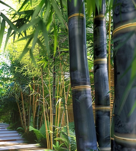 Black Bamboo Seeds - Black Asper Bamboo Seeds - The Bamboo Seed