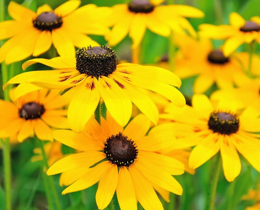 Black Eyed Susan Seeds - The Bamboo Seed