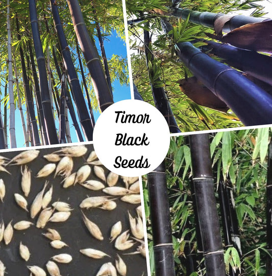 Black Bamboo Seeds - Timor Black Bamboo Seeds - Bambusa Lako Timor bamboo seeds
