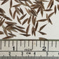 Bamboo Seeds - Blue Dragon