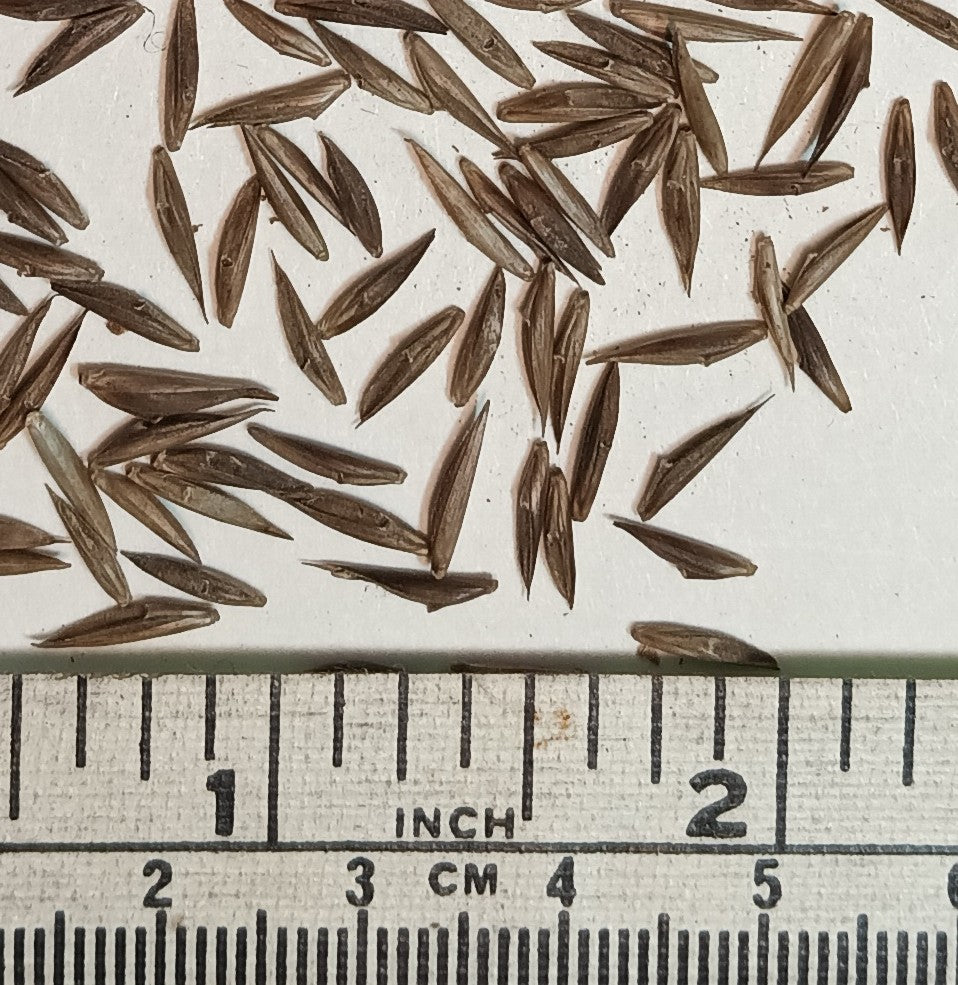 Bamboo Seeds - Blue Dragon