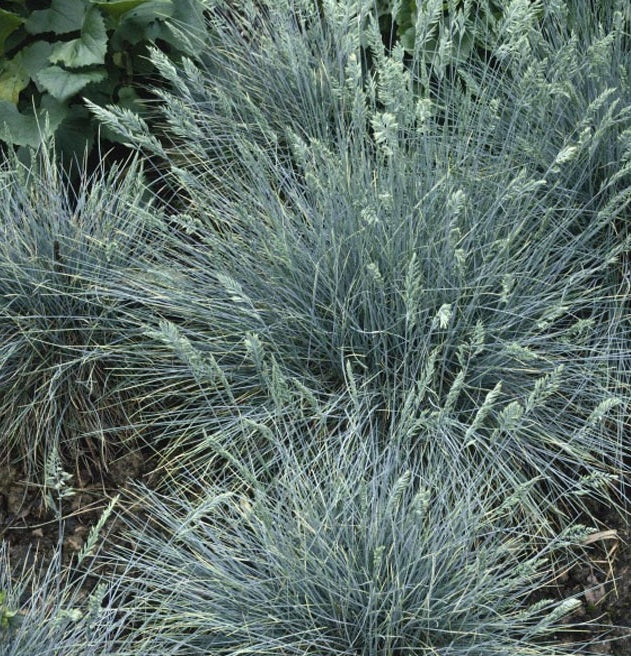 Blue Fescue Grass Seeds - The Bamboo Seed