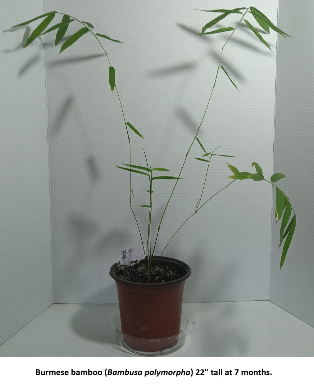 Burmese bamboo plant growth