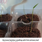 Burmese bamboo seedlings at 2 weeks