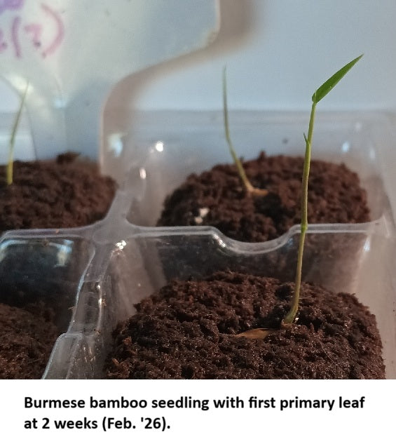 Burmese bamboo seedlings at 2 weeks