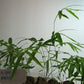 Burmese Bamboo Seedlings (4-pak)