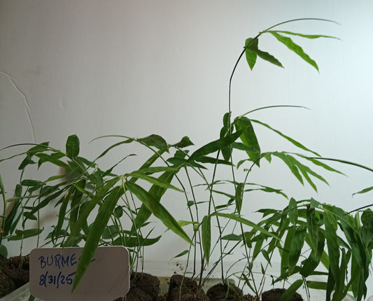 Burmese Bamboo Seedlings (4-pak)