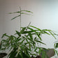 Burmese Bamboo Seedlings (4-pak)