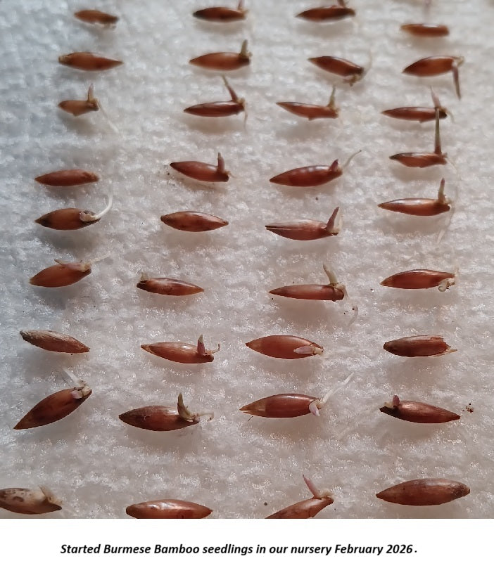 Burmese bamboo seeds for sale