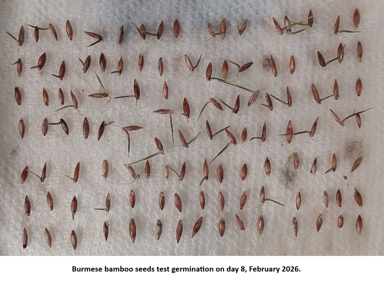 Germinating Burmese bamboo seeds