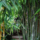 Giant Bamboo Seeds - Calcutta Bamboo Seeds - Dendrocalamus Strictus Seeds - The Bamboo Seed