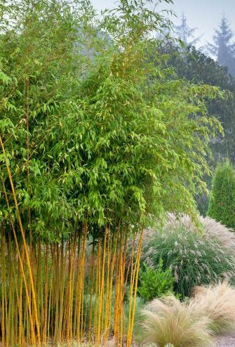 Bamboo Seeds (Dendrocalamus Giganteus)