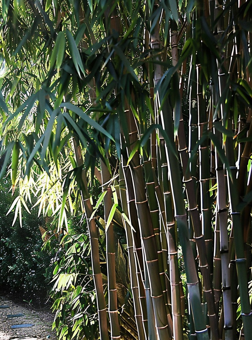 Giant Bamboo Seeds - Calcutta Bamboo Seeds - Dendrocalamus Strictus Seeds - The Bamboo Seed