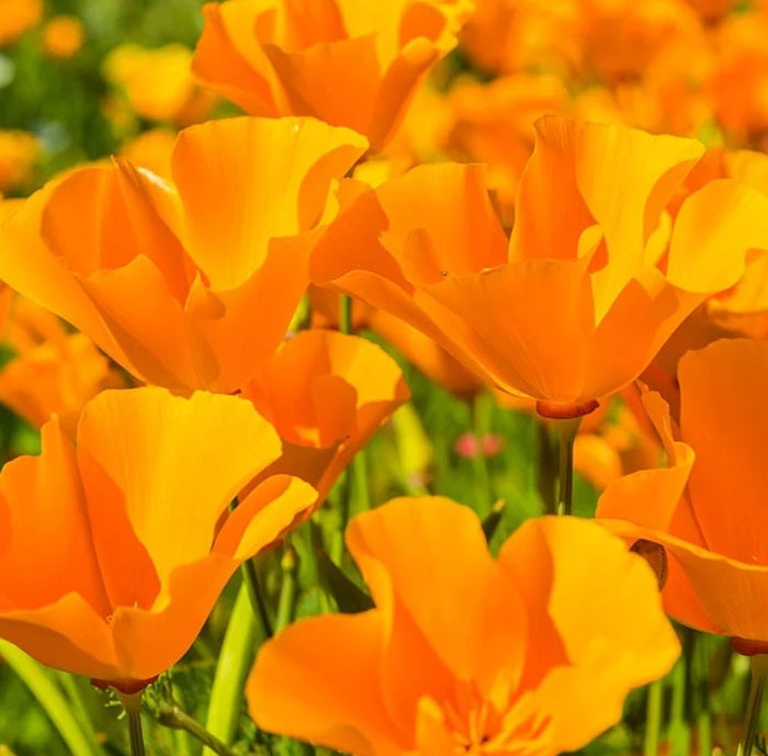California Poppy Seeds - The Bamboo Seed
