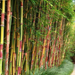 Clumping Bamboo Seeds – Candy Cane Bamboo Seeds - The Bamboo Seed