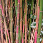 Clumping Bamboo Seeds – Candy Cane Bamboo Seeds - The Bamboo Seed