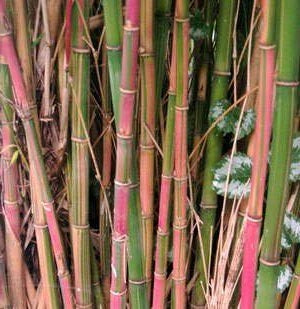 Clumping Bamboo Seeds – Candy Cane Bamboo Seeds - The Bamboo Seed