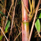 Clumping Bamboo Seeds – Candy Cane Bamboo Seeds - The Bamboo Seed