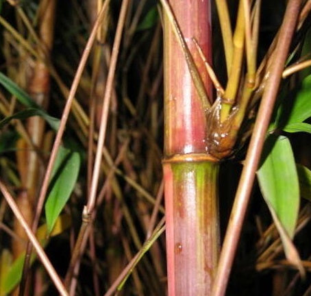 Clumping Bamboo Seeds – Candy Cane Bamboo Seeds - The Bamboo Seed