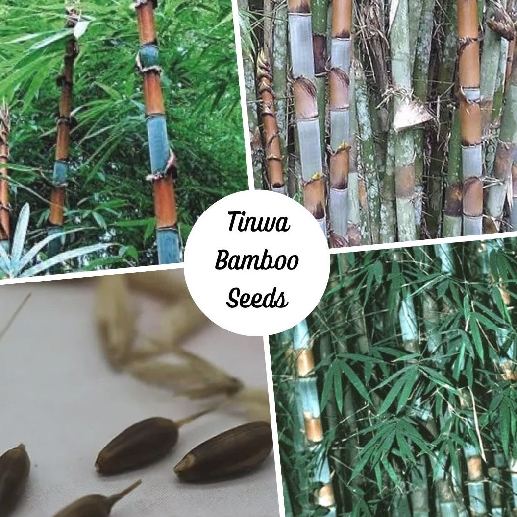 Clumping Bamboo Seeds - Tinwa Bamboo Seeds - Cephalostachyum pergracile Bamboo Seeds - The Bamboo Seed