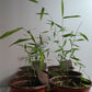 Fargesia bamboo plants for sale
