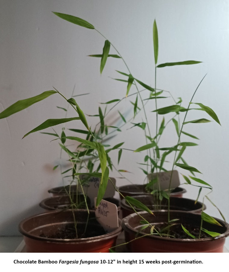 Fargesia bamboo plants for sale